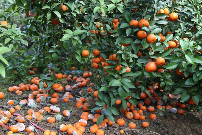 果农泪眼汪汪痛斥砂糖橘是“杀人橘”？砂糖橘究竟怎么了开云？(图10)