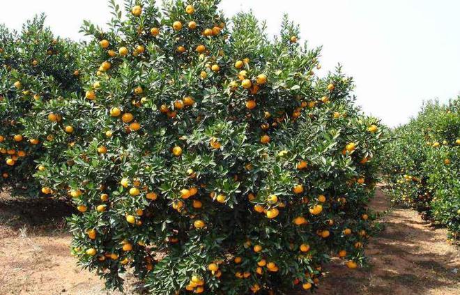 开云被寄予厚望的沙糖桔为何现在会成为大家口中的“杀人桔”