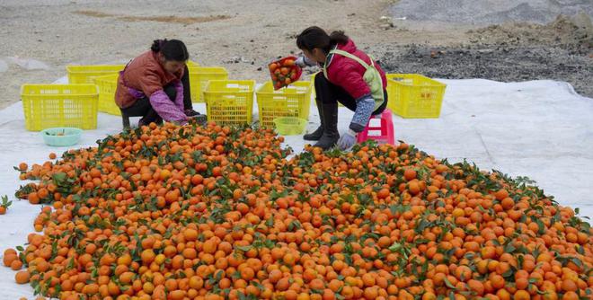 开云被寄予厚望的沙糖桔为何现在会成为大家口中的“杀人桔”(图2)