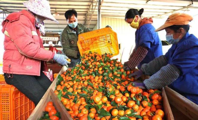 开云被寄予厚望的沙糖桔为何现在会成为大家口中的“杀人桔”(图4)