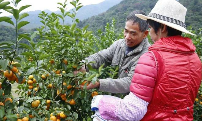 开云被寄予厚望的沙糖桔为何现在会成为大家口中的“杀人桔”(图5)