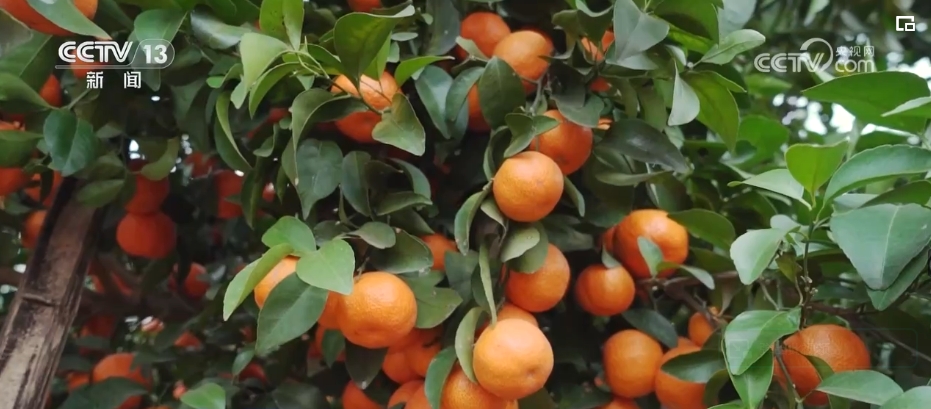 kaiyun中国官方网站“果盘子”“菜篮子”抢“鲜”供应市场