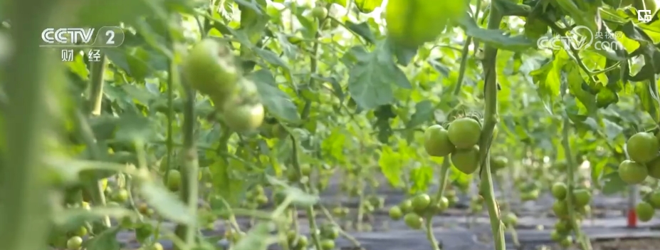 kaiyun中国官方网站“果盘子”“菜篮子”抢“鲜”供应市场 确保百姓欢欢喜喜过大年(图11)