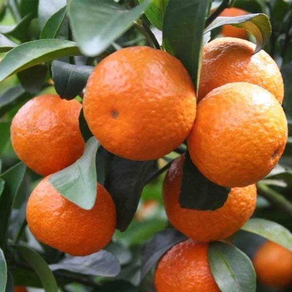 砂糖橘倍受大家的喜爱广西产出的砂糖橘更加受欢迎这是为什么