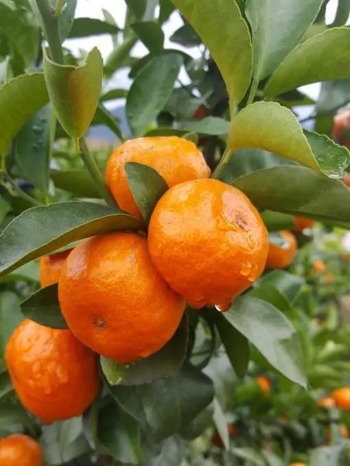 砂糖橘倍受大家的喜爱广西产出的砂糖橘更加受欢迎这是为什么(图3)