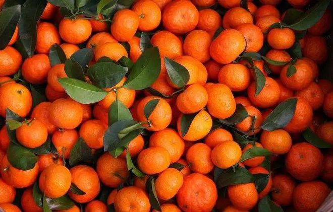 砂糖橘倍受大家的喜爱广西产出的砂糖橘更加受欢迎这是为什么(图4)