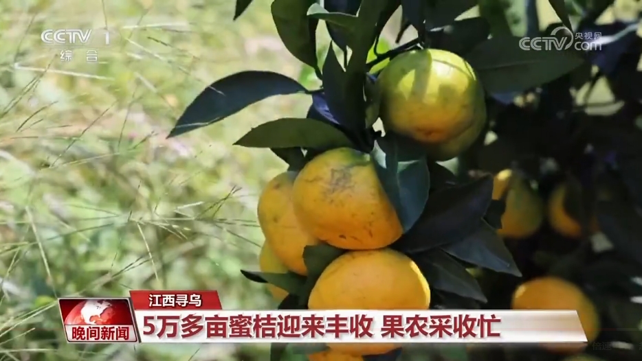 在希望的田野上 金灿灿的收成里写满丰收之喜和劳动之荣光(图4)