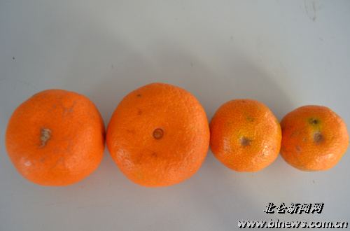 沙糖桔也有假冒货市民需辨别