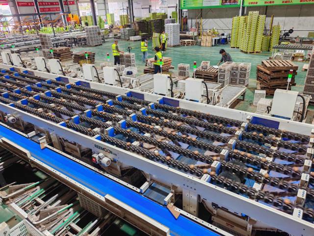 探寻周至猕猴桃产业高质量发展的甜蜜之旅——2024西安媒体主播猕猴桃产区行(图8)