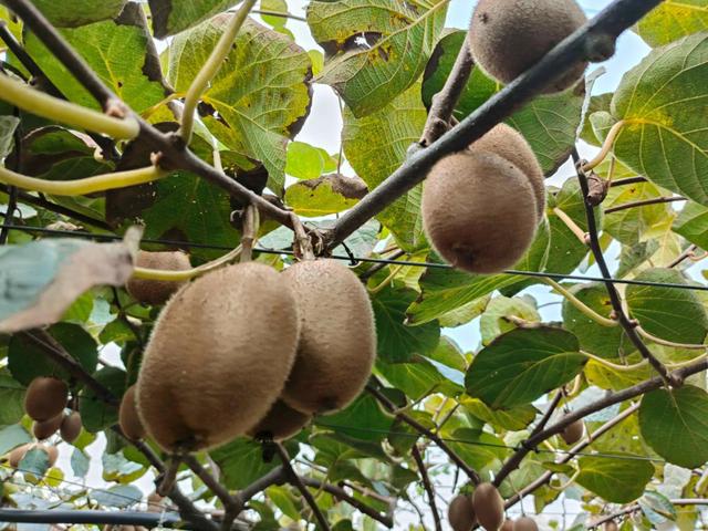 探寻周至猕猴桃产业高质量发展的甜蜜之旅——2024西安媒体主播猕猴桃产区行(图4)