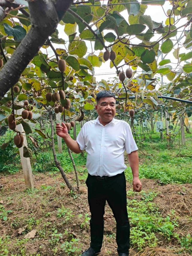 探寻周至猕猴桃产业高质量发展的甜蜜之旅——2024西安媒体主播猕猴桃产区行(图3)