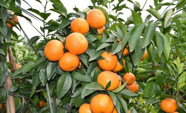 沙糖桔的市场如何能走出目前困境吗？一起来了解一下(图3)
