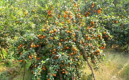 沙糖桔的市场如何能走出目前困境吗？一起来了解一下(图2)