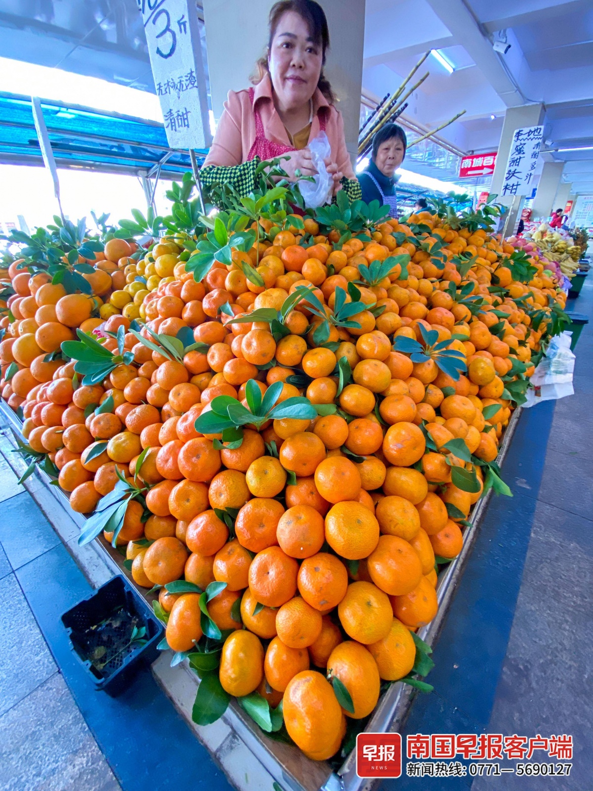 北方“大疙瘩”今年的砂糖橘你开“炫”了吗？(图2)