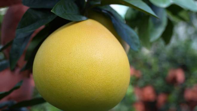 甜蜜的“柚”惑2024“了不起的农产品”品质中国行——福建平和三红蜜柚纪实(图2)