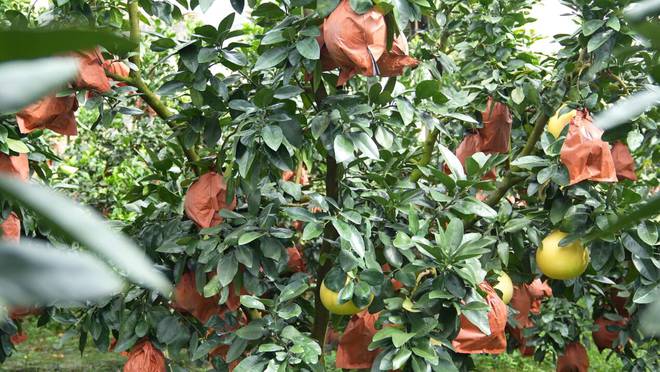 甜蜜的“柚”惑2024“了不起的农产品”品质中国行——福建平和三红蜜柚纪实(图6)