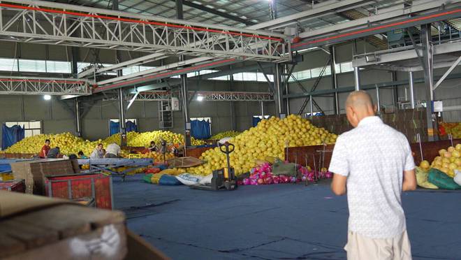 甜蜜的“柚”惑2024“了不起的农产品”品质中国行——福建平和三红蜜柚纪实(图10)