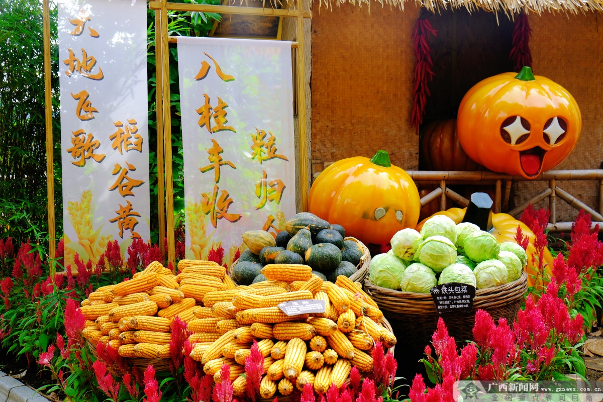 瓜果飘香 稻香四溢——南宁举行2024年庆祝中国农民丰收节活动(图2)