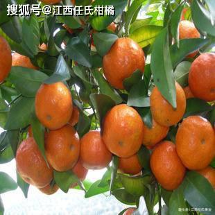 “金秋砂糖桔”抢先高价上市能否独领风骚？