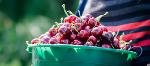 百果园2024年首批直采空运智利车厘子抵粤 即将抢“鲜”发售