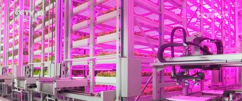 绿油油、金灿灿、红彤彤……再突破！“多彩”设施农业丰富百姓“